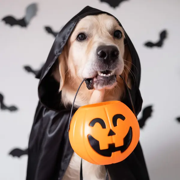 Photo of pet in Halloween costume